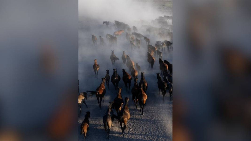 Erciyes Dağı'nın eteklerinde yaşayan yılkı atları - Resim: 8